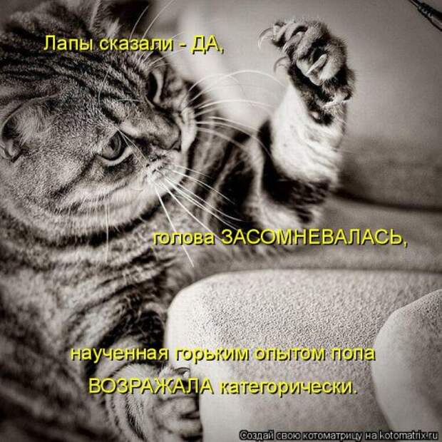 Новая котоматрица на Бугаге (44 фото)