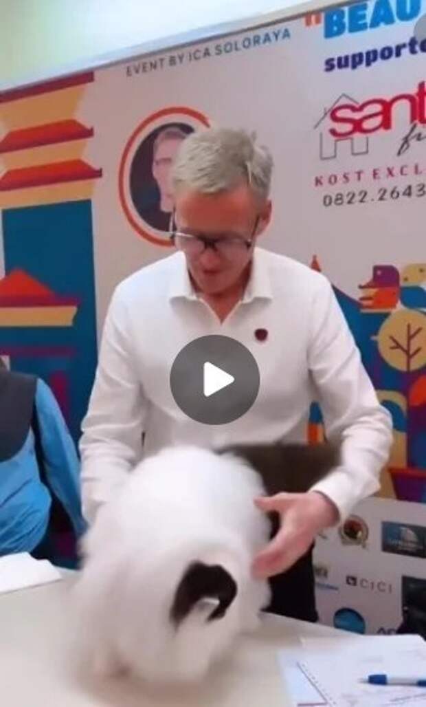 Вы ещё не встречали такого пушистого создания