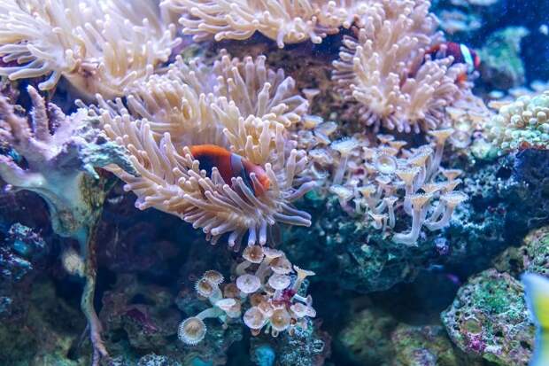 За 20 лет могут исчезнуть до 90 % всех коралловых рифов планеты