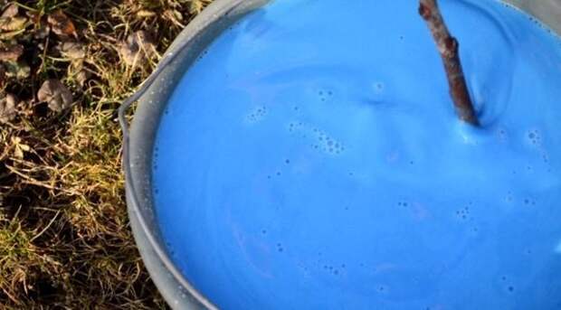 Чем опрыскать клубнику весной от пятнистости. Проверенное средство! Чем опрыскать клубнику весной от пятнистости. Проверенное средство!