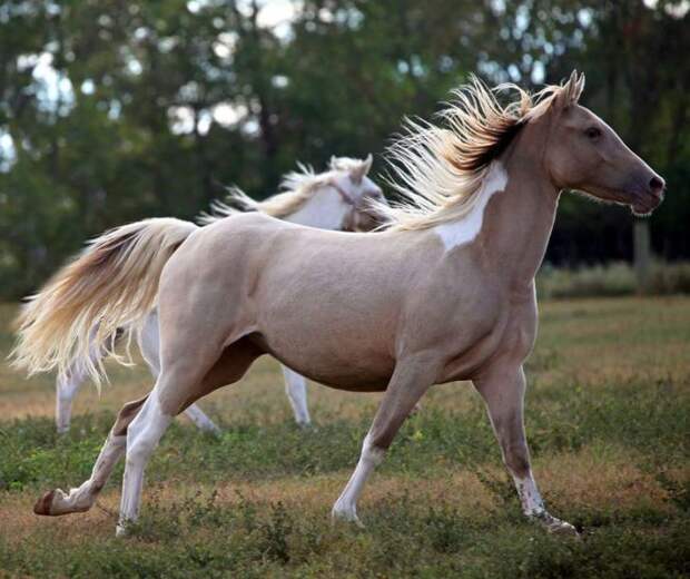 Фотографии лошадей, которые кажутся ненастоящими из-за своей красоты