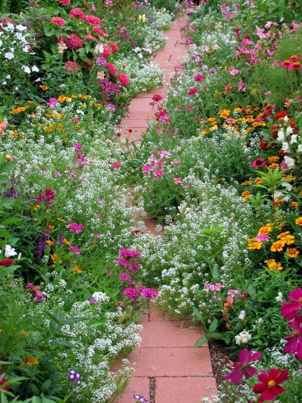 Beautiful flowering path...