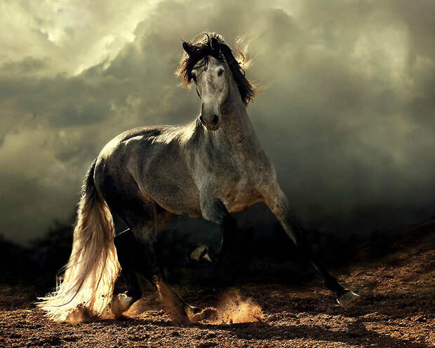 Фотография: Сказочная красота — арабские и андалузские лошади №2 - BigPicture.ru