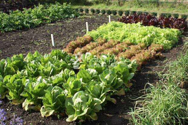Лук и салат благоприятно влияют на рост белокачанной капусты