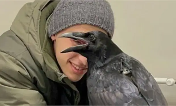 27 апреля кировчанам советуют подкормить ворон, не преувеличивать, не обманывать, не льстить