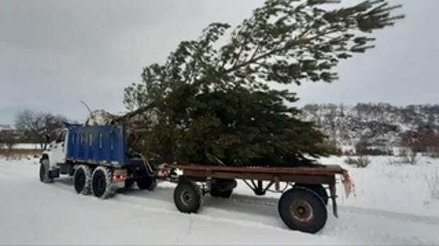 Пересадка хвойных деревьев / Фото предоставлено компанией