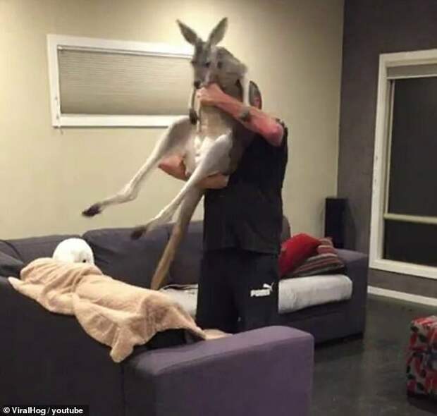 Каждый день кенгуру приходит в дом, чтобы полежать на диване австралия, видео с животными, дикая природа, забавные животные, кенгуру, кенгуру прикол, приручение животных, приют, умора