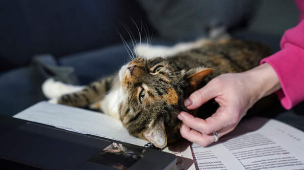 Им совершенно плевать? Коты прекрасно понимают, что люди обращаются к ним