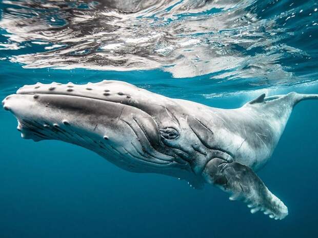 Так выглядит горбатый кит.