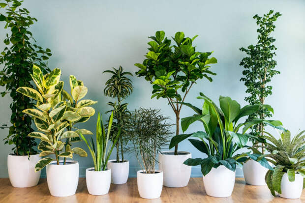 5 комнатных растений, которые защитят от вирусов и простуды