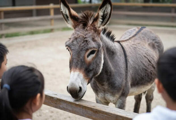 Ослик, возивший снаряды на СВО, адаптировался в зоопарке