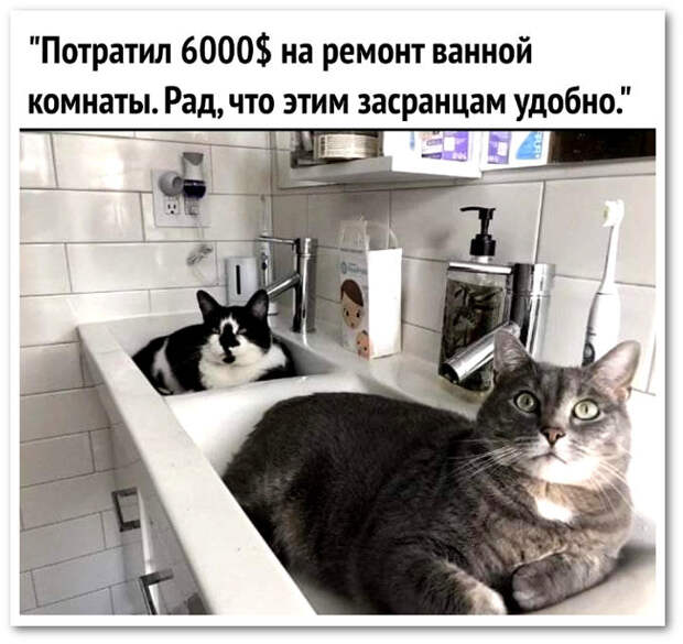 изображение: Потратил $6000 на ремонт ванной. Рад, что этим засранцам теперь удобно. #Котоматрицы