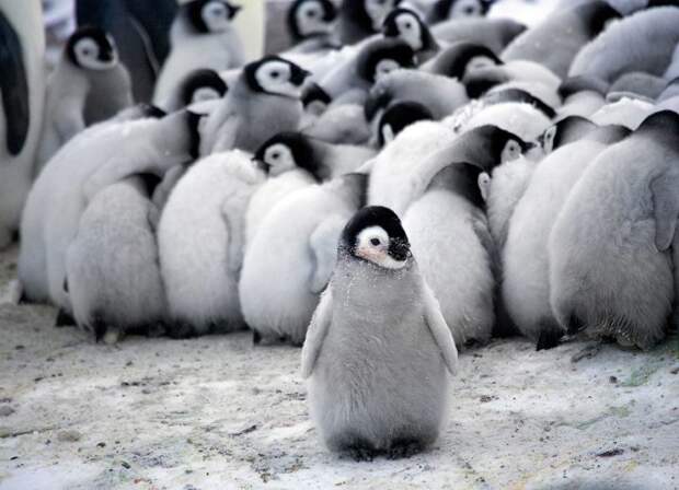 Как греются пингвины Антарктика, пингвины, познавательно