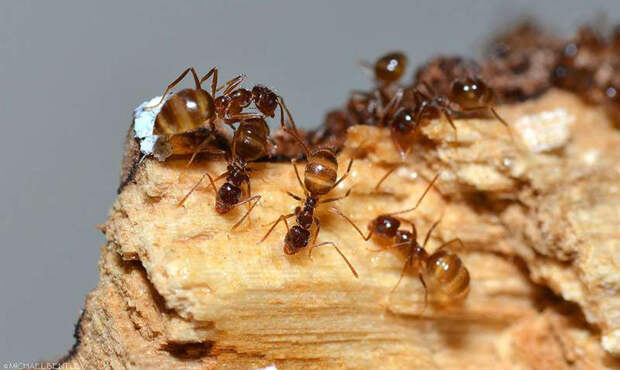 Бешеные муравьи