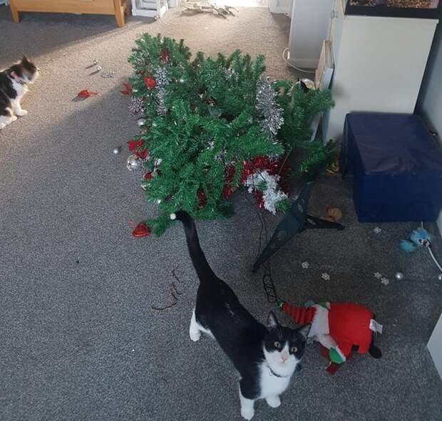 20+ человек, которые просто хотели спокойно отпраздновать Новый год. Но не тут-то было