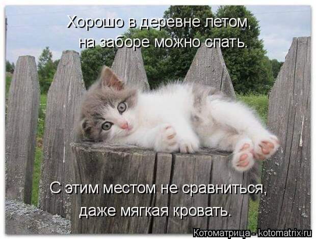 Котоматрица: С этим местом не сравниться, даже мягкая кровать. Хорошо в деревне летом, на заборе можно спать.