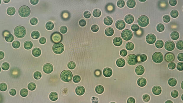Российские ученые нашли неизвестный вид зеленых микроводорослей