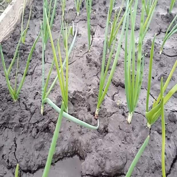 Всегда собираю огромный урожай лука, а все благодаря самой простой подкормке, которую вношу в мае