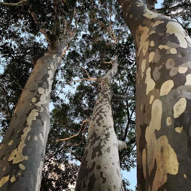 25 удивительных деревьев, которые больше напоминают фантазию художника