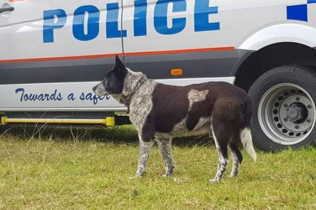 В Австралии пес по кличке Макс спас заблудившуюся девочку