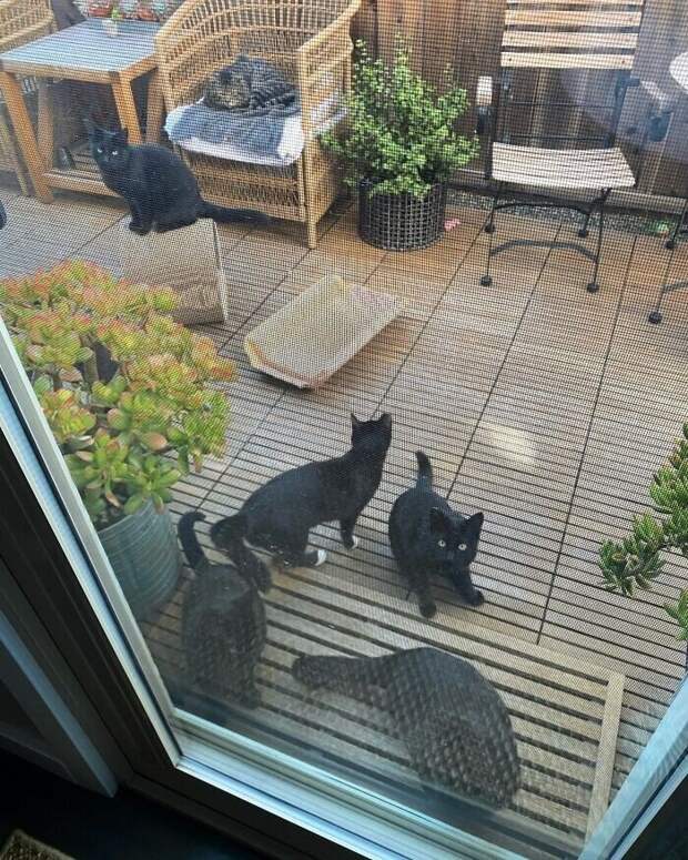 Внезапные котейки, которые неожиданно заявились к людям