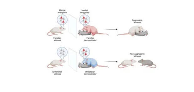 Ученые нашли подтверждение существованию выученной агрессии