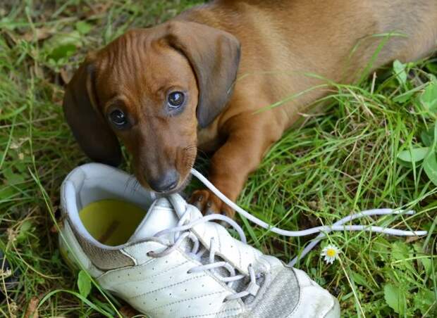 Почему собака грызет обувь