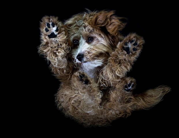 Собака