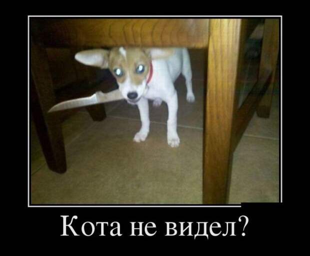 Демотиваторы демотиваторы, прикол, юмор