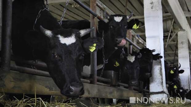 «Про ящур не слышали, но тревожно». Фермеры рассказали о ситуации в регионе