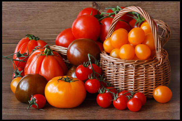 высокоурожайные сорта томатов для теплиц