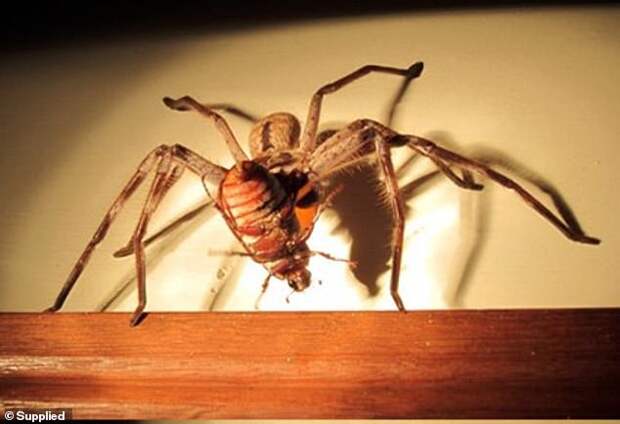 В Австралии огромный паук заблокировал вход во двор