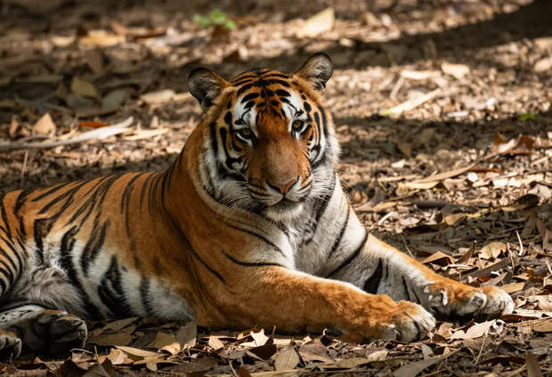 В Приморье отпустили тигра, похищавшего собак