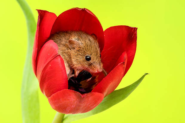 cute-harvest-mice-in-tulips-miles-herbert-2-5ad097c68eec1__700.jpg cute-harvest-mice-in-tulips-miles-herbert-2-5ad097c68eec1__700.jpg