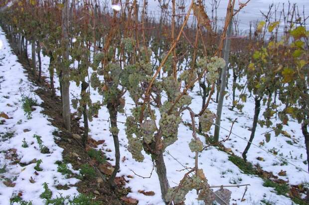 Результат пошуку зображень за запитом Укрываем виноград и молодые деревья на зиму"