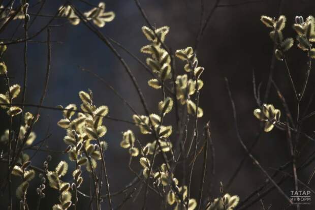 Татарстанда апрельнең беренче көнендә томан һәм +18 градуска кадәр җылы көтелә