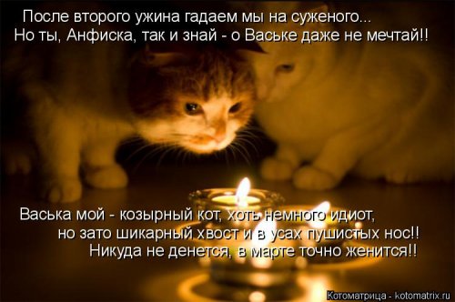 Новая котоматрица недели (39 фото)