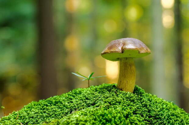 Разнообразные грибы в фотографиях Filip Eremita