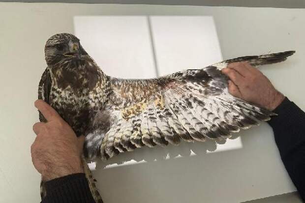 Новым пациентом тамбовского Центра хищных птиц стал канюк с травмой крыла
