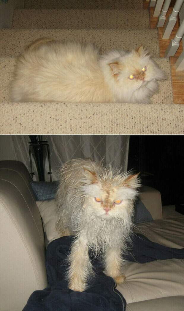 Смешные фото о том, как выглядят коты до и после купания