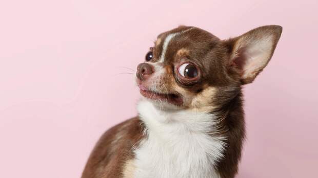 Почему одних людей собаки любят, других сторонятся, а некоторых даже боятся?