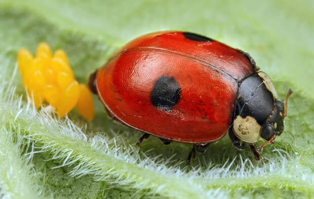 Суперхищники. Coccinellidae животные, факты