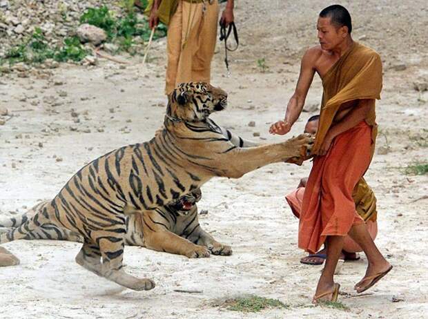 Здесь человеку ничего не угрожает. Тигр просто играет с монахом. Тигриный монастырь Ват Па Луангта Буа Янасампанно, Тайланд, 22.05.2001. животные, люди