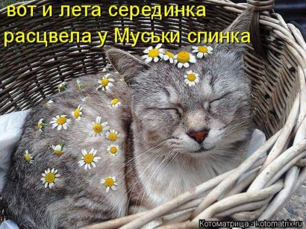 Новая котоматрица на Бугаге (44 фото)