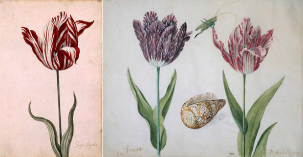 Пестролепестные тюльпаны 1630-х годов. Слева – «Semper Augustus» (листы каталога тюльпанов из Нидерландского историко-экономического собрания)