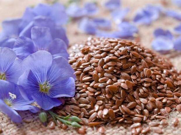 Семена льна - пищевой продукт и лекарственное сырье