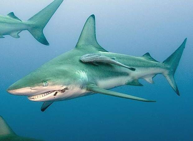 Брюс из в поисках Немо, настоящая акула из в поисках немо, самая счастливая акула, акула улыбается