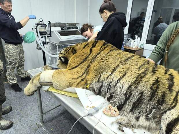 В Приморье поймали амурского тигра, державшего в страхе целое село