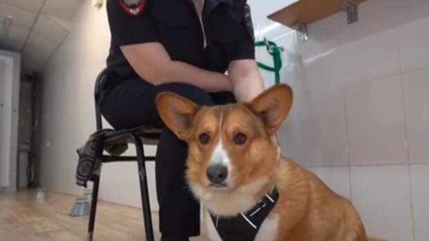 Дружелюбный корги-криминалист "компактных размеров" появился в полиции Барнаула