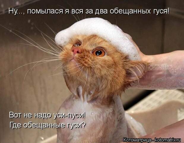 Лучшие котоматрицы недели (50 фото)